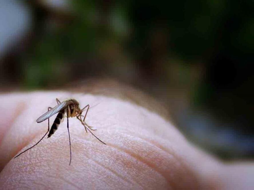 Salud pide extremar medidas ante zika