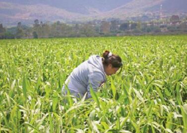Rezago en registro de tierra agraria
