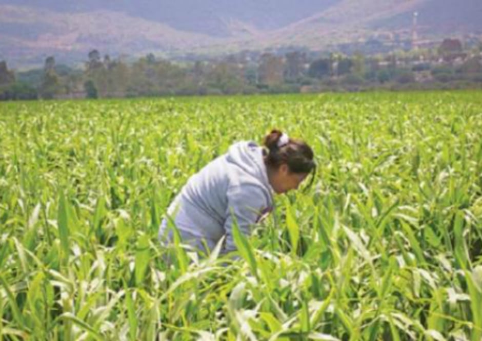 Rezago en registro de tierra agraria