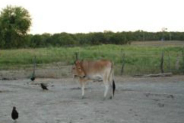 Sacrificarán 300 cabezas de ganado