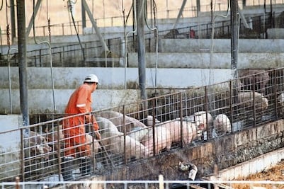 Aumentos impactan a  porcicultores 