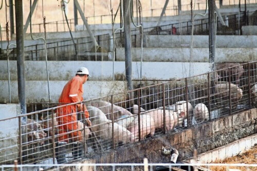 Aumentos impactan a porcicultores