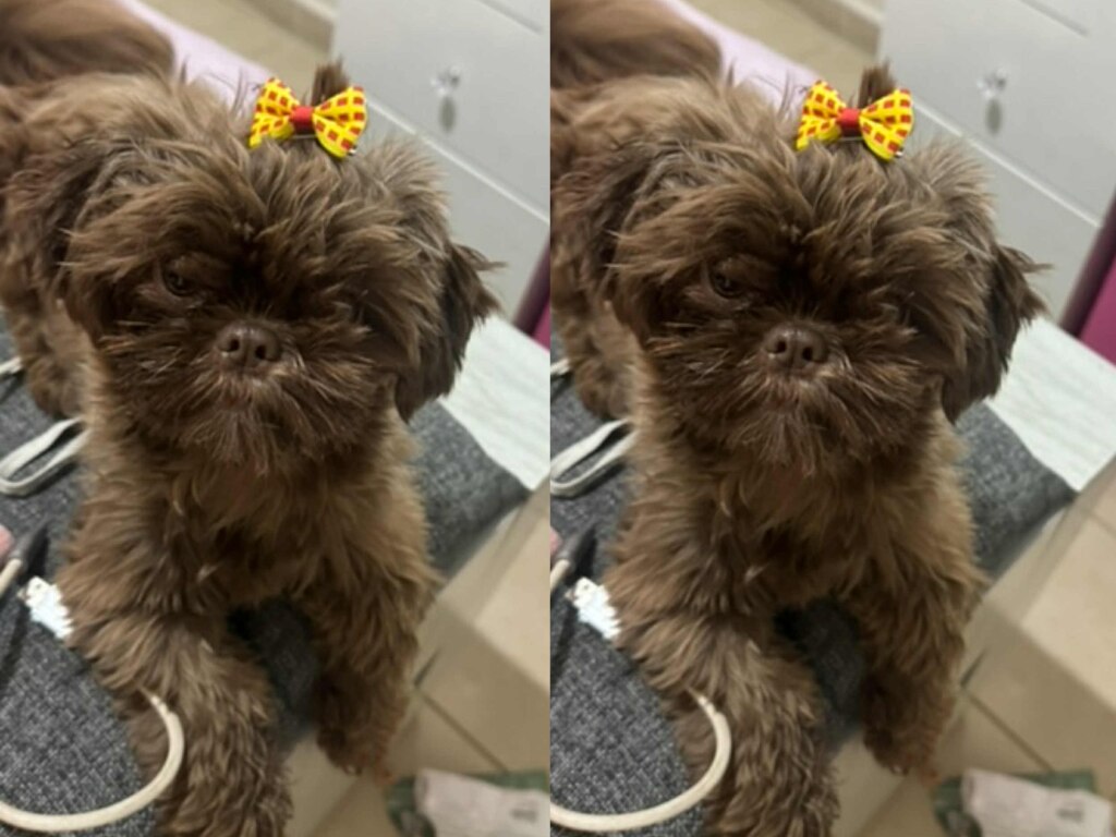 Buscan a la perrita Molly en Querétaro; fue vista por última vez el 24 de octubre