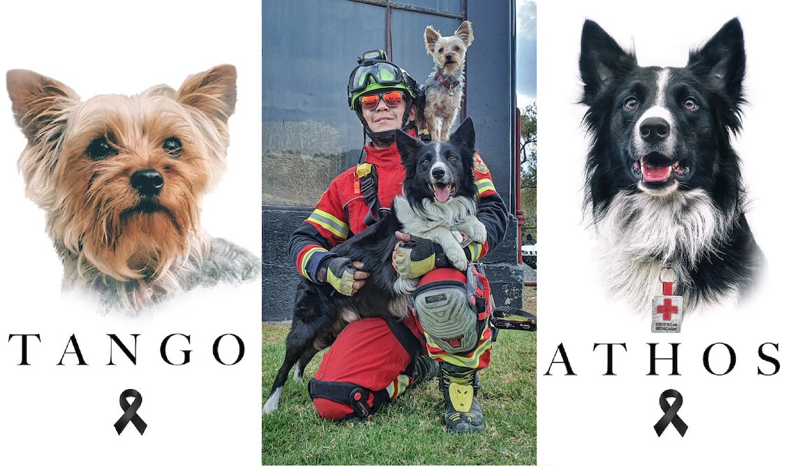 Video. Athos, can rescatista, muere envenenado en Querétaro