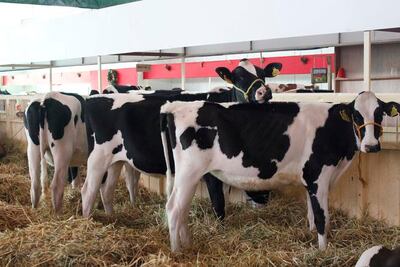 En 2019 inicia el desarrollo ganadero de Sierra Gorda