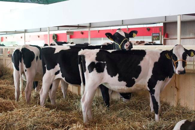 Foto: Archivo. EL UNIVERSAL