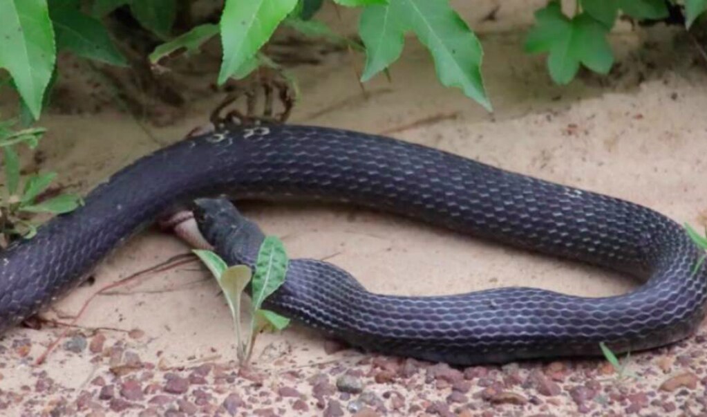 Video. Una serpiente vomita a otra serpiente viva