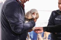 Sigue campaña de esterilización gratuita en Corregidora