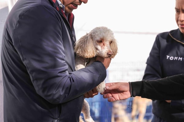 Sigue campaña de esterilización gratuita en Corregidora