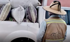 Profepa asegura más de 600 kilos de damiana y orégano en la Sierra Gorda de Querétaro