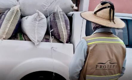 Profepa asegura más de 600 kilos de damiana y orégano en la Sierra Gorda de Querétaro