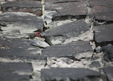 Gestionan 5 mdp para bacheo en SJR