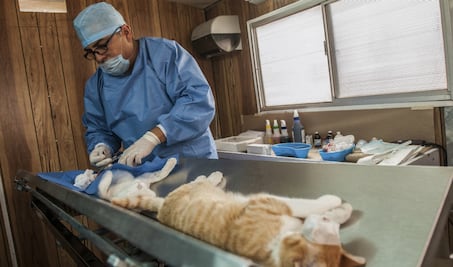 “La vida me trajo a los animales”