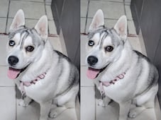 Buscan al perrito Koobo; fue robado en la zona Milenio III de Querétaro