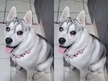 Buscan al perrito Koobo; fue robado en la zona Milenio III de Querétaro