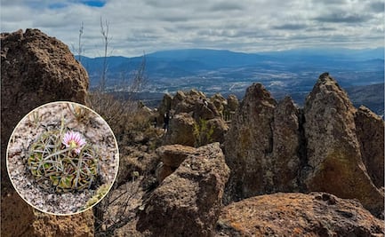 Ruta de las Biznagas en Querétaro, así es caminar entre los "gigantes guardianes" de Tolimán