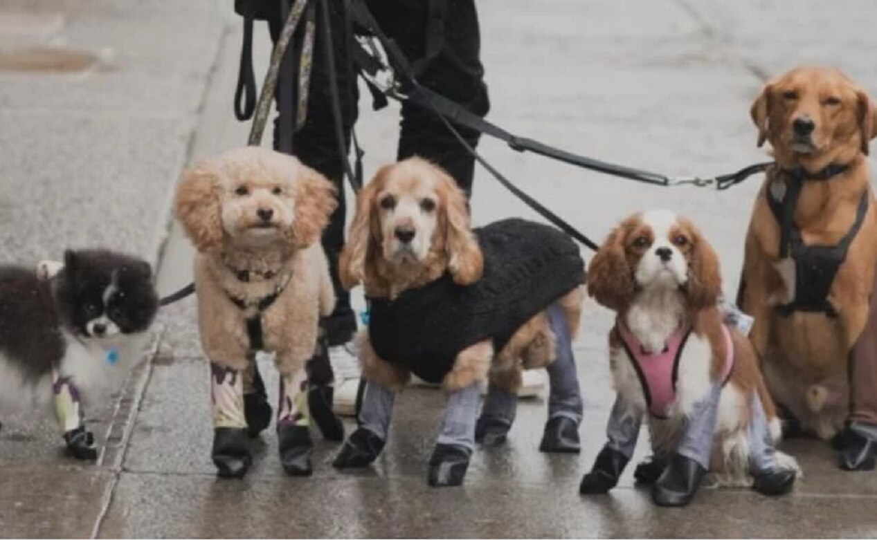 Leggings para perros. ¡Protégelos del frío!