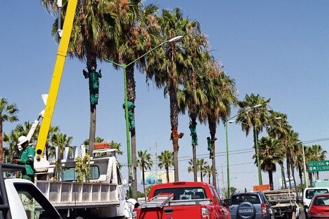 Prevén retirar 80 palmeras infectadas