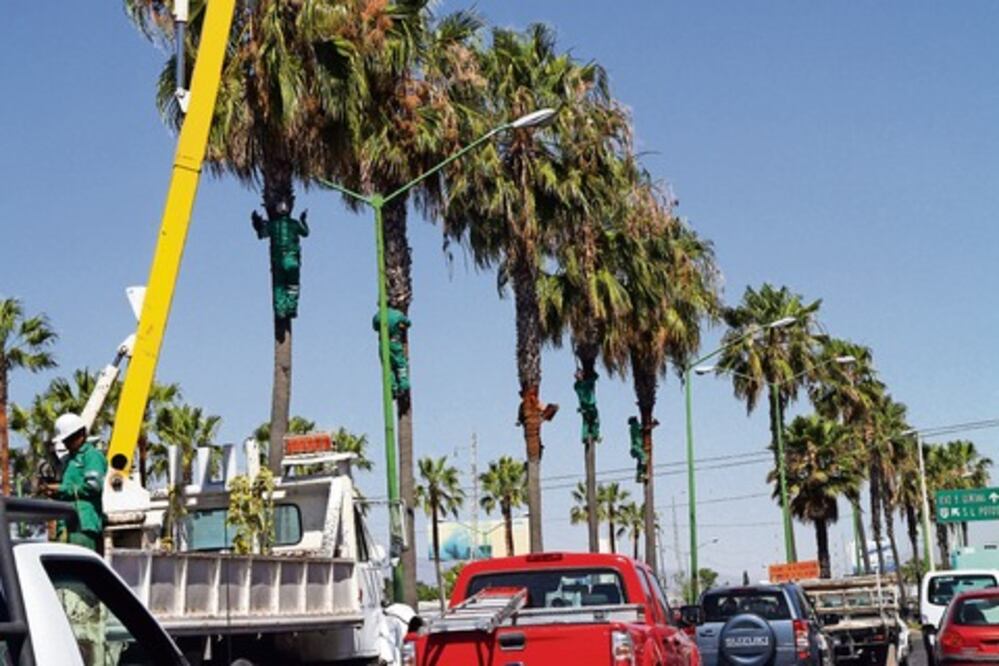 Prevén retirar 80 palmeras infectadas