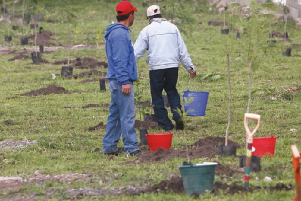 Invierte municipio 2.2 mdp en plantación de árboles 