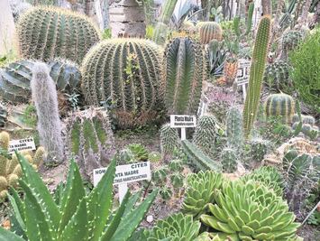 Querétaro tiene 100 de las 700 cactáceas en el país