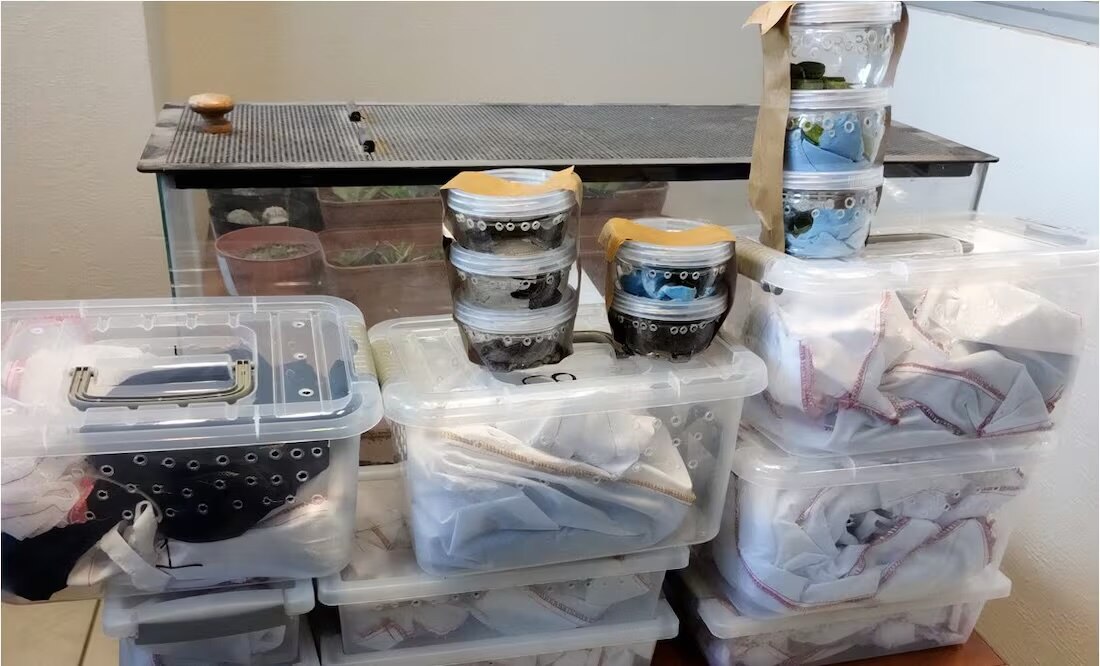 Rescatan 76 reptiles, serpientes y anfibios, envueltos como paquetería en SLP