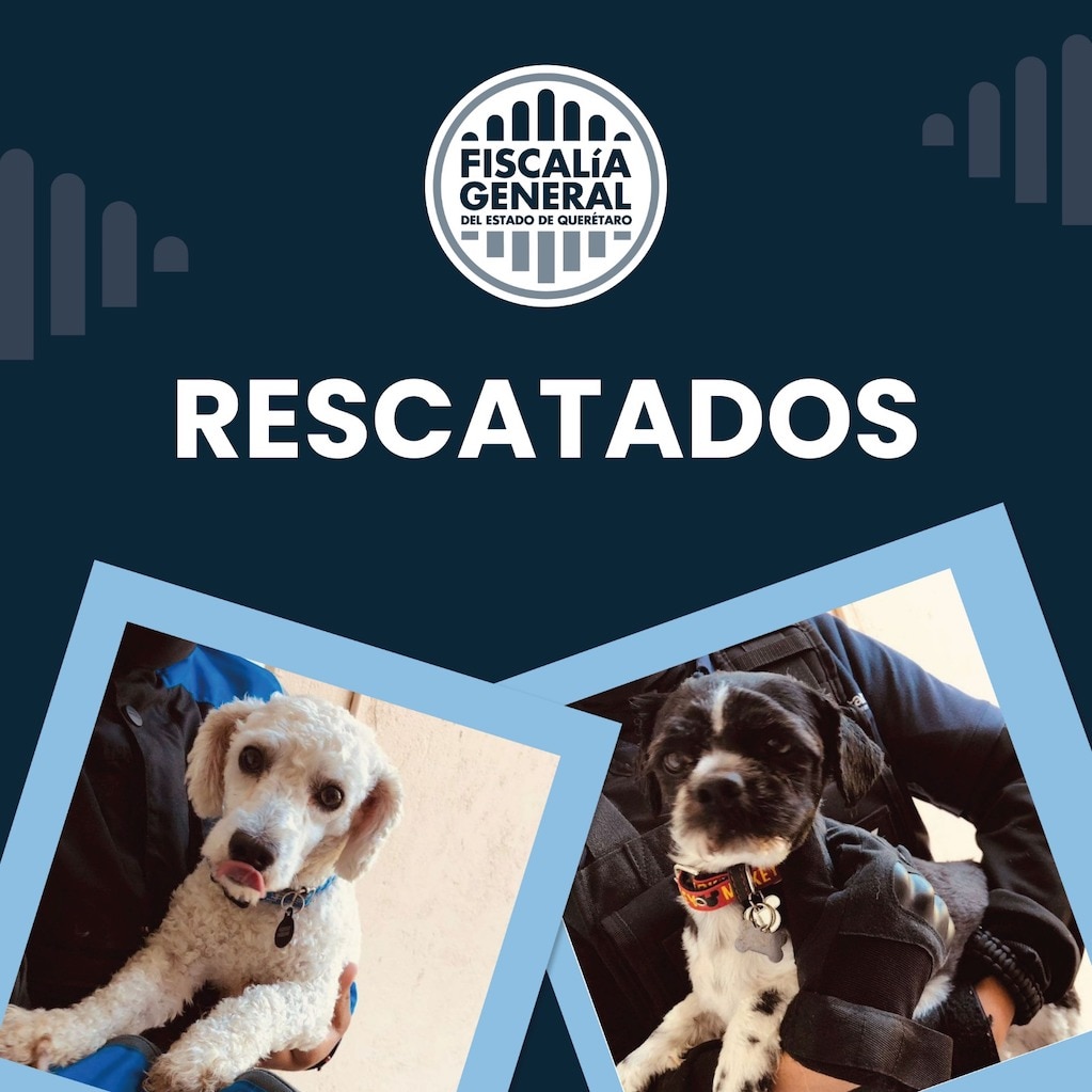 Rescatan a perritos en Querétaro; su paseador no quería regresarlos