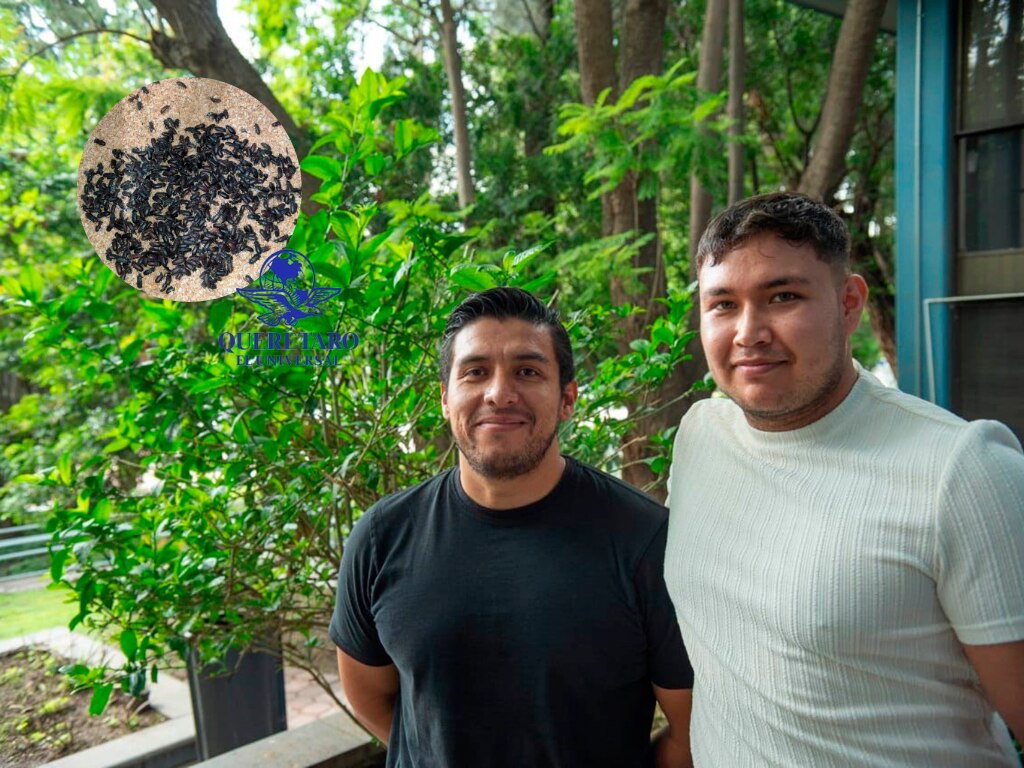 Estudiante de la UAQ propone el uso de harina de larvas como alternativa alimentaria