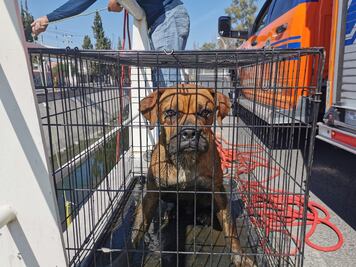 Una vez más, rescatan un perrito del dren El Arenal, en la capital de Querétaro