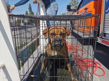 Una vez más, rescatan un perrito del dren El Arenal, en la capital de Querétaro