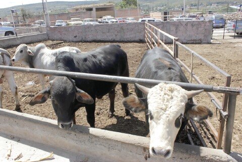Alza en forraje merma producción ganadera