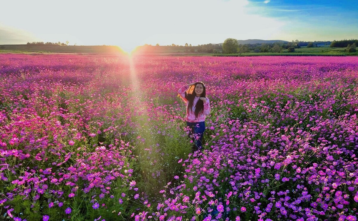 Campos de mirasoles en Amealco: el espectáculo natural más colorido de Querétaro