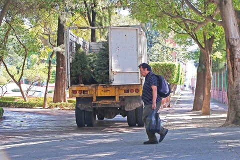 Seguirá colecta de árboles navideños