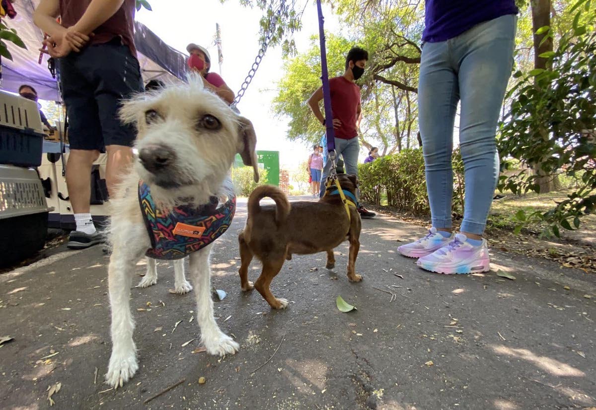 Buscan crear padrón de mascotas y paliar el maltrato animal