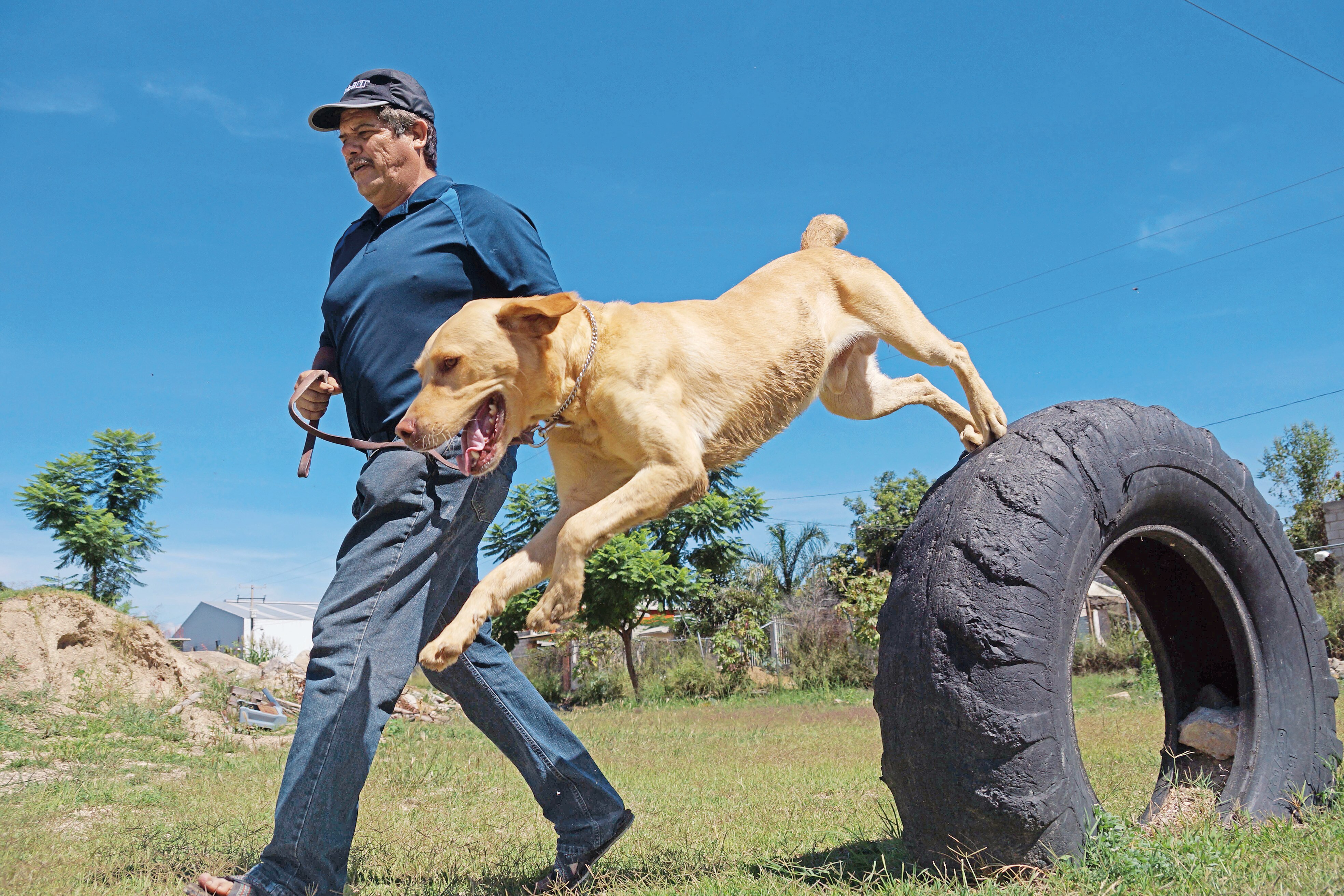 Julio César ha entrenado a unos mil 500 perros de diversas razas y también mestizos; su motivación es el amor a esta especie. Fotos: Edwin Hernández.