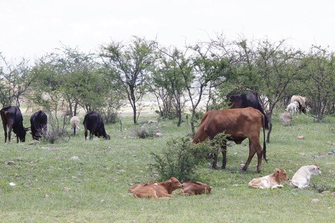 Apoyan a productores ante ataque a ganado