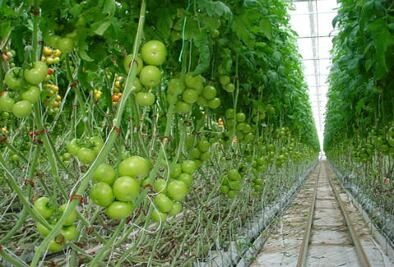 Invernaderos, opción  contra el hambre 