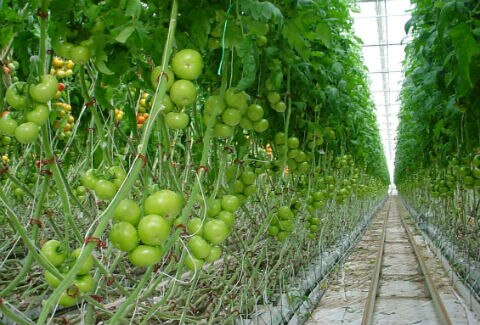 Invernaderos, opción contra el hambre