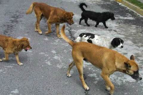 Profesionistas piden crematorio a SE