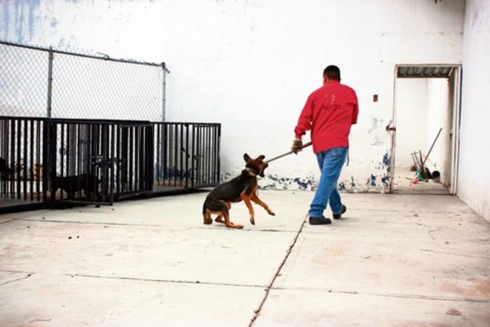Piden actuar contra perros callejeros