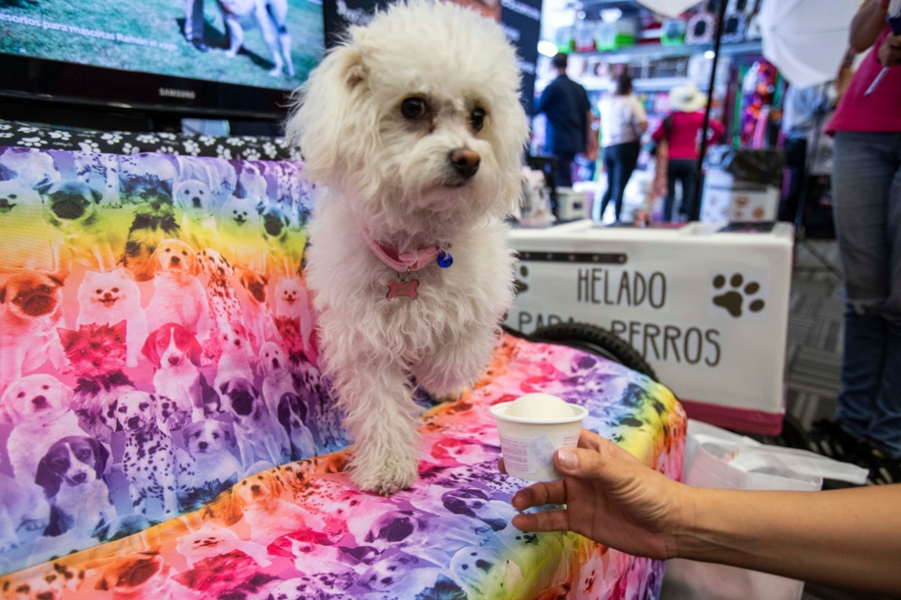 Tu perrhijo está de manteles largos