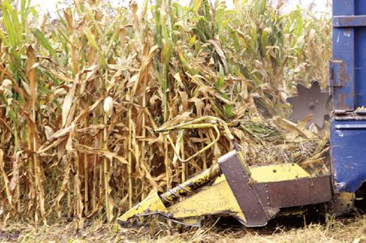 Impulsan siembra de caña en Jalpan