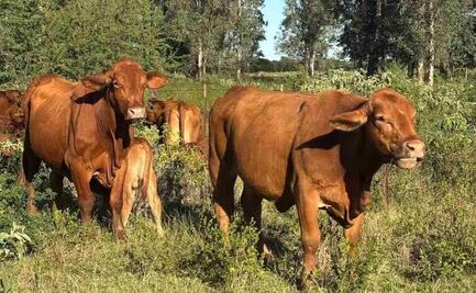 EU suspende exportación de ganado a México; detecta nuevos casos de gusano barrenador