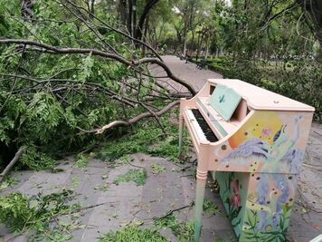 Rafagas de viento tiran tres árboles en la capital de Querétaro 