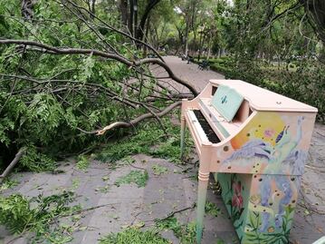 Rafagas de viento tiran tres árboles en la capital de Querétaro 