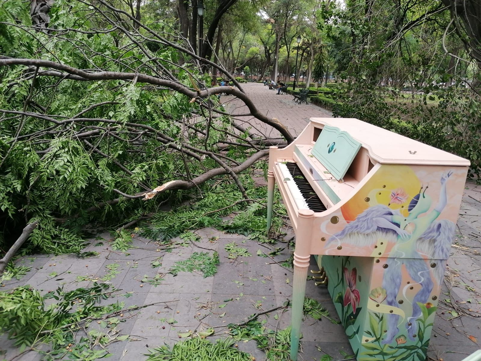 Rafagas de viento tiran tres árboles en la capital de Querétaro
