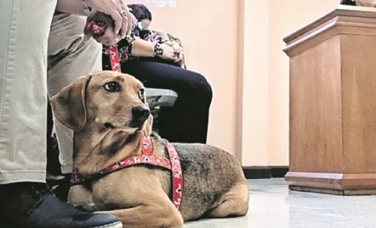 En Ecatepec, multarán a quien saque sin correa a su perro