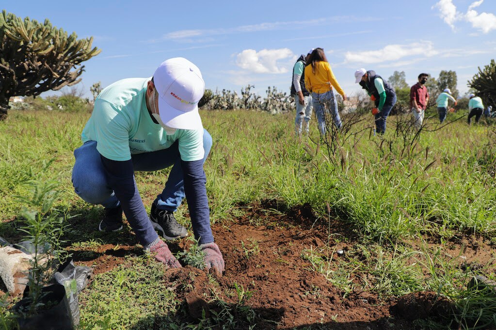 Reforestan campus Tequisquiapan de la UAQ; plantaron mezquite, huizache, tronadora y yuca