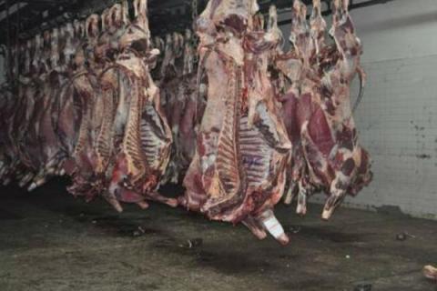 Reanudan trabajos en rastro municipal