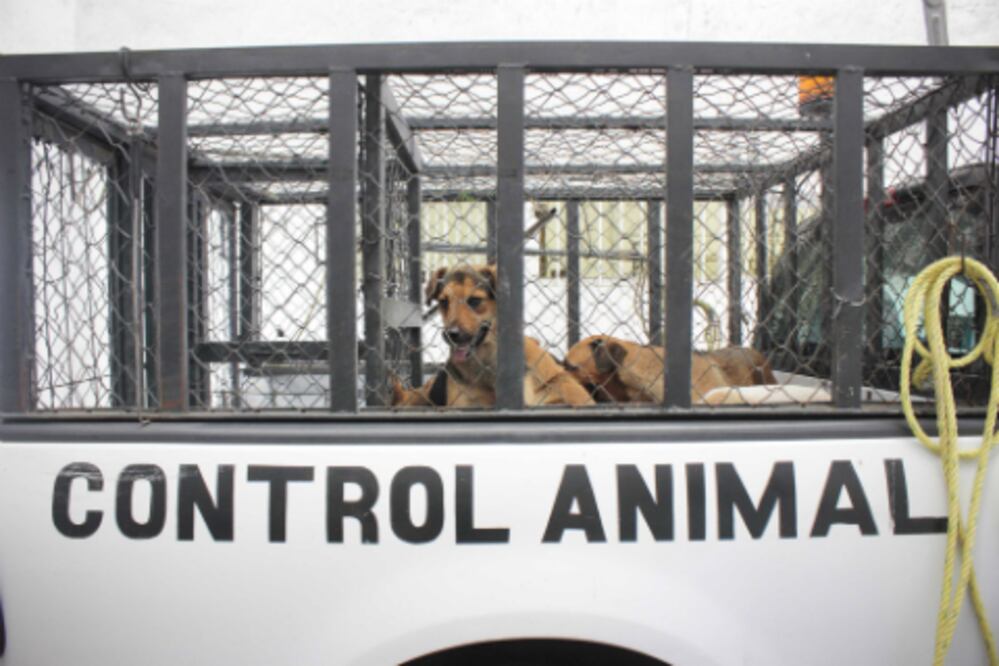 Sacrifican 160 perros callejeros en SJR
